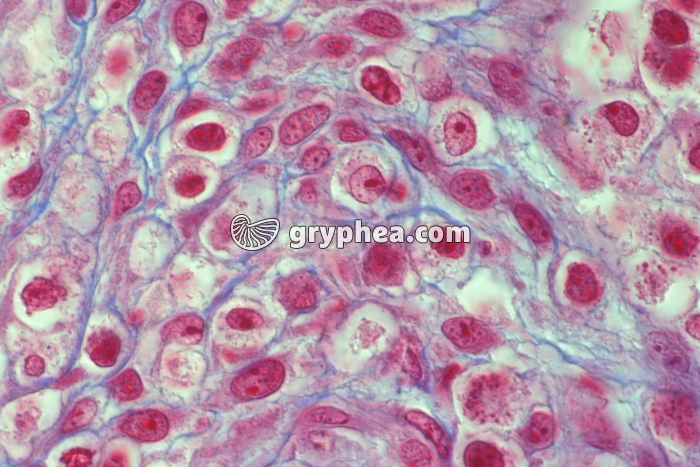 Cellules embryonnaires de Souris x200 - gryphea.org